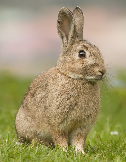 World of Rabbits